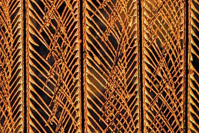 Micrograph of feather barbules