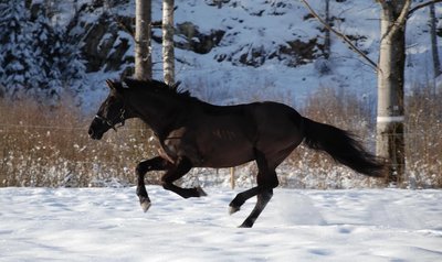 Horse running