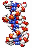 DNA molecule structure