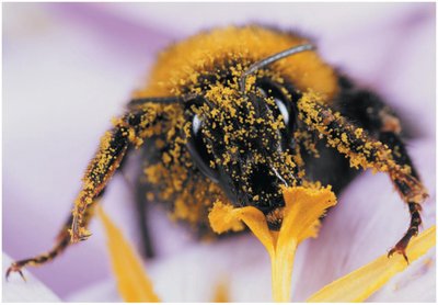 Honeybee covered in pollen