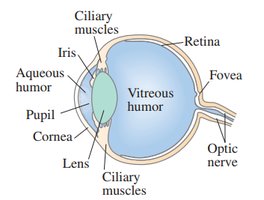 Structure of the human eye
