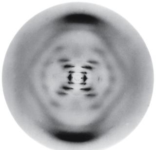 X-ray diffraction pattern (Photo 51)