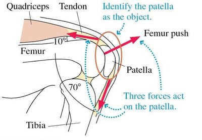 Forces acting on the patella