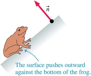 Normal force exerted by a surface on a frog