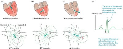 Stages of depolarization and ECG signal