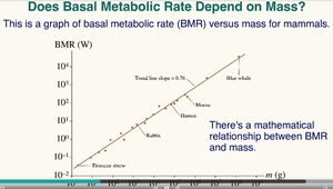 Graph of BMR versus mass for mammals