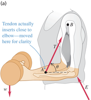 Dumbbell curl: force diagram