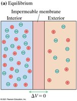 Impermeable membrane equilibrium