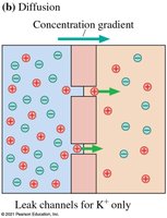 Diffusion through membrane