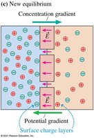 New equilibrium with potential gradient