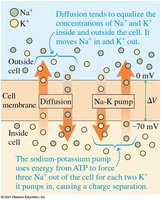 Cell membrane as a capacitor