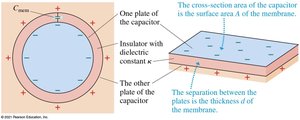 Parallel-plate capacitor and dielectric illustration