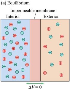 Equilibrium across impermeable membrane