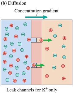 Diffusion through selective ion channels