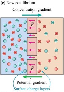 New equilibrium with potential gradient