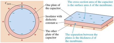 Spherical cell membrane as a capacitor