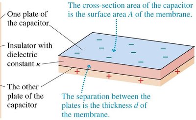 Parallel-plate capacitor model of a cell membrane