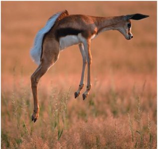 Springbok leaping into the air