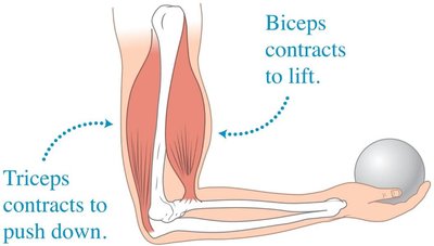 Biceps and triceps muscle forces