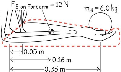 Force diagram for forearm holding a ball