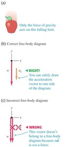 Correct and incorrect free-body diagrams for a falling apple