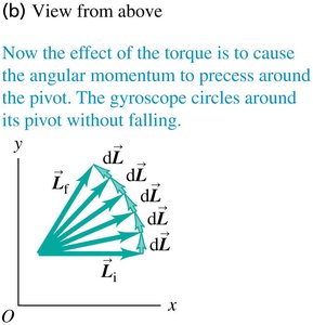 Angular momentum precessing around the pivot