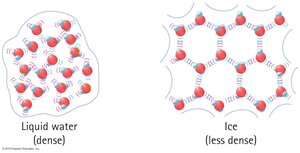 Molecular structure of liquid water and ice