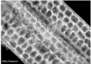 Plant cells converting sunlight to chemical energy
