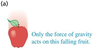 Only gravity acts on falling fruit