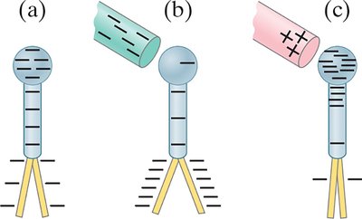 Electroscope used to determine sign of charge