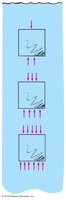 Buoyant force acting on submerged blocks at different depths