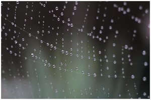 Water drops on a spider web, illustrating surface tension