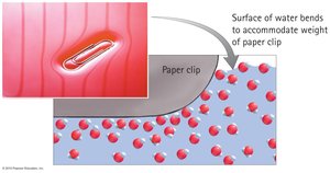 Surface tension illustrated with paper clip on water