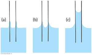 Capillarity: liquid rising in narrow tubes