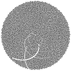 Sunflower seed spiral