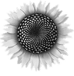 Pinecone spiral