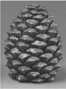Pineapple spiral