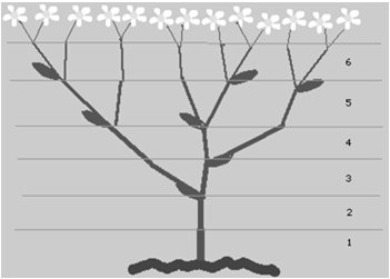 Fibonacci branching in plants