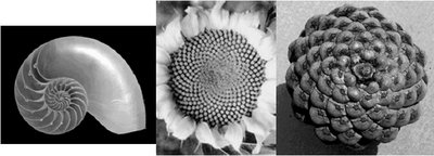 Golden spiral in shell, sunflower, pinecone