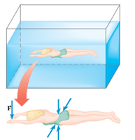 Forces acting on a swimmer in a fluid