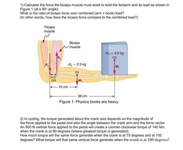 Diagram of arm showing forces and distances for torque calculation