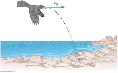 Crow dropping a clam in projectile motion