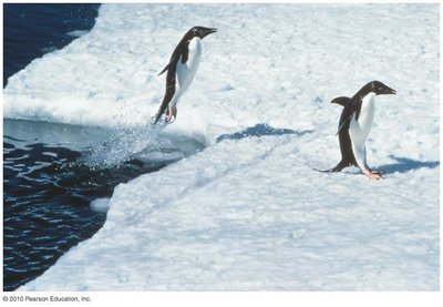 Penguins jumping as projectiles