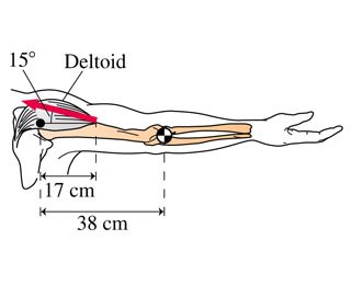Diagram of arm showing deltoid muscle and distances