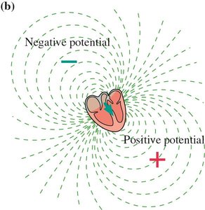 Electric potential distribution around the heart (ECG)