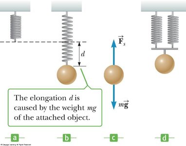 Vertical spring equilibrium