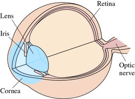 Anatomy of the human eye