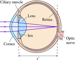 Focusing parallel rays on the retina