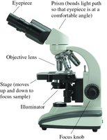 Compound microscope structure