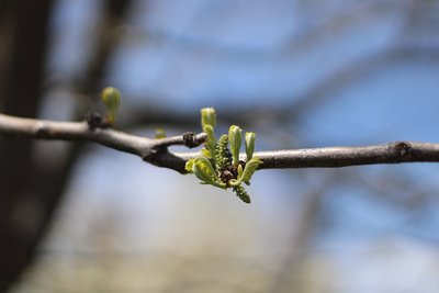 Shallow depth-of-field: branch in sharp focus, background blurred